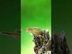 a small, distinctive bird species in the Emberizidae family.