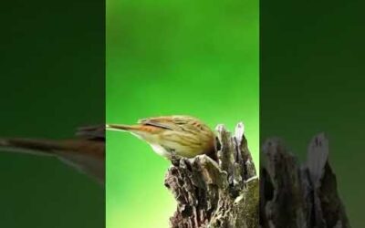 a small, distinctive bird species in the Emberizidae family.
