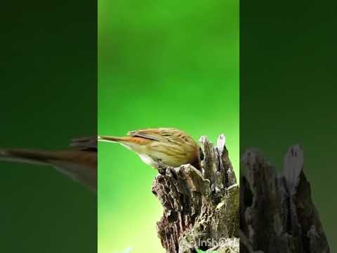 a small, distinctive bird species in the Emberizidae family.
