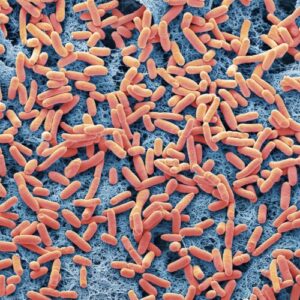 a-aparut-o-tulpina-periculoasa-de-e.-coli;-o-mutatie-mica-poate-explica-ascensiunea-sa