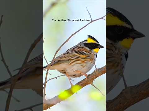 The Yellow-Throated Bunting #shorts