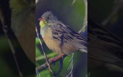 Hear the Amazing Ortolan Bunting Chirping|The Most Beautiful Bird Song #shorts  #birds #birdsounds