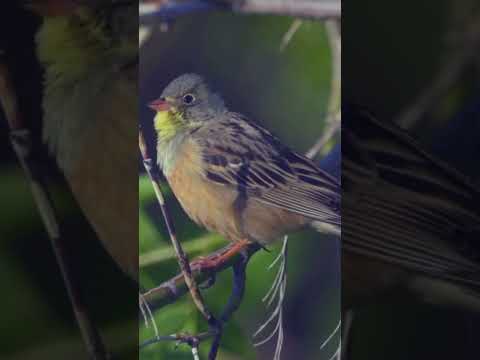 Hear the Amazing Ortolan Bunting Chirping|The Most Beautiful Bird Song #shorts  #birds #birdsounds