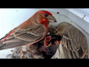 My House Finches Feeding Tiny Nestlings