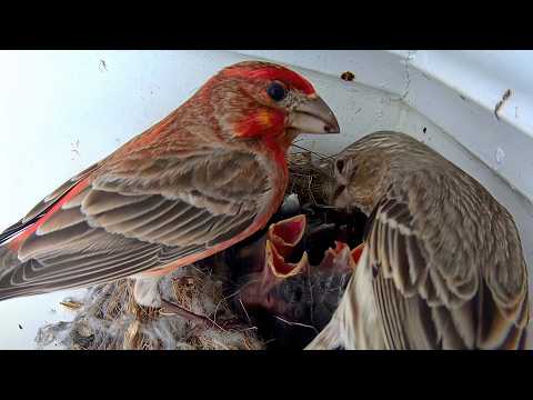 My House Finches Feeding Tiny Nestlings