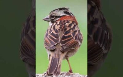 A close-up of a bird in the wild.