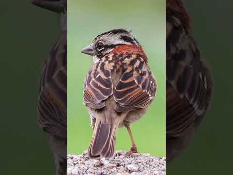 A close-up of a bird in the wild.