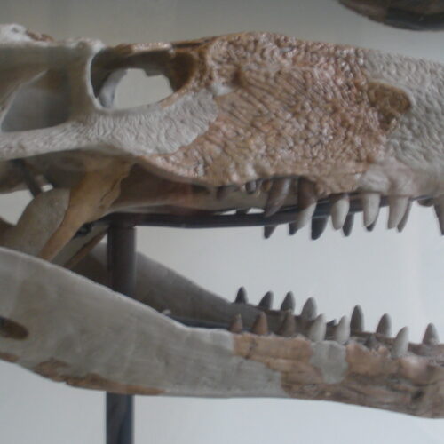 Monștrii asemănători cu crocodil carnivor obișnuiau să terorizeze Caraibe
