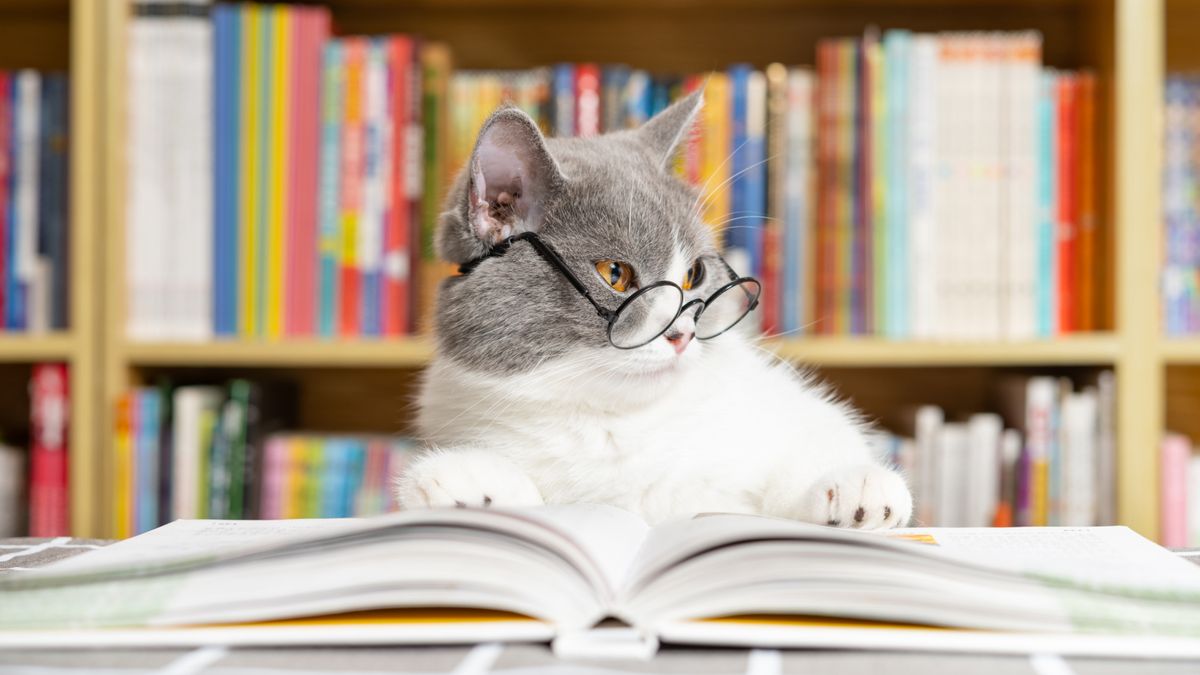 cat-quiz:-puteti-obtine-un-scor-purr-fect?