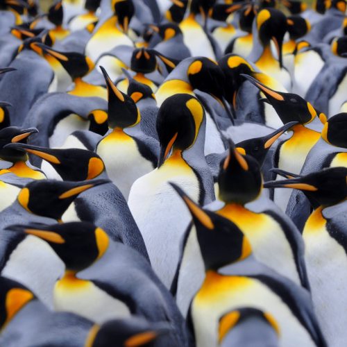 Penguin Poop poate ajuta la păstrarea climatului Antarctic