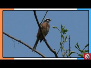 [Wild Birds] The Call of the Meadow Bunting (ホオジロの鳴き声)