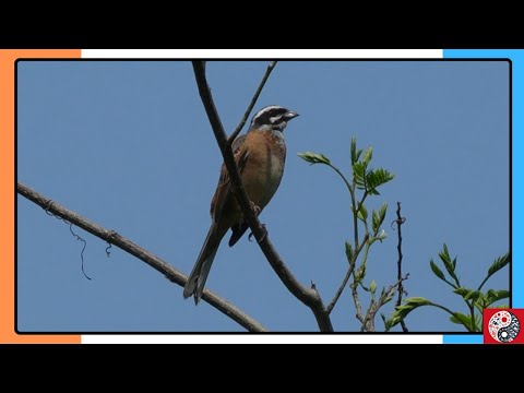 [Wild Birds] The Call of the Meadow Bunting (ホオジロの鳴き声)