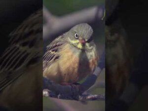 Ortolan Bunting Chirping|The Most Beautiful Bird Song #shorts #birds #birdsounds  #birdsong #nature