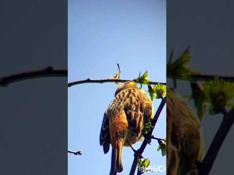 вівсянка звичайна співає #shorts #nature #birds #мелодія #wildlife