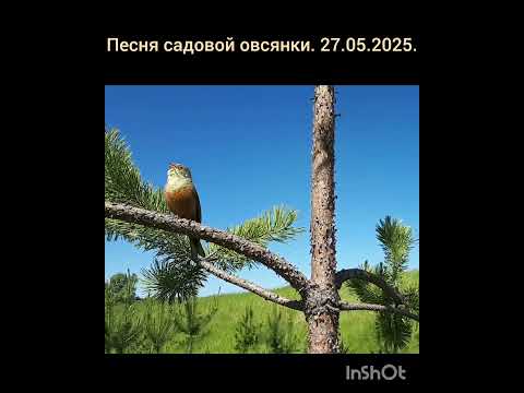 Песня садовой овсянки (Emberiza hortulana). 27.05.2025. Чувашия.