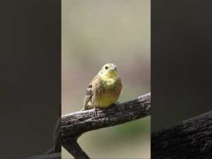 yellowhammer bird (Emberiza citrinella) 