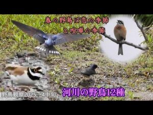 ホオジロ♂さえずり♪コチドリ追いかけっこ　ツバメの巣材集め　アカハラとツグミ　トビ　スズメ　春の花々など
