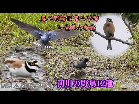 ホオジロ♂さえずり♪コチドリ追いかけっこ　ツバメの巣材集め　アカハラとツグミ　トビ　スズメ　春の花々など