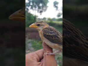 Birds like me 😊  #shorts