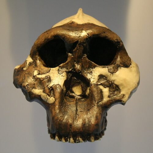 Specii de hominină enigmatică studiată folosind proteine vechi de 2 milioane de ani