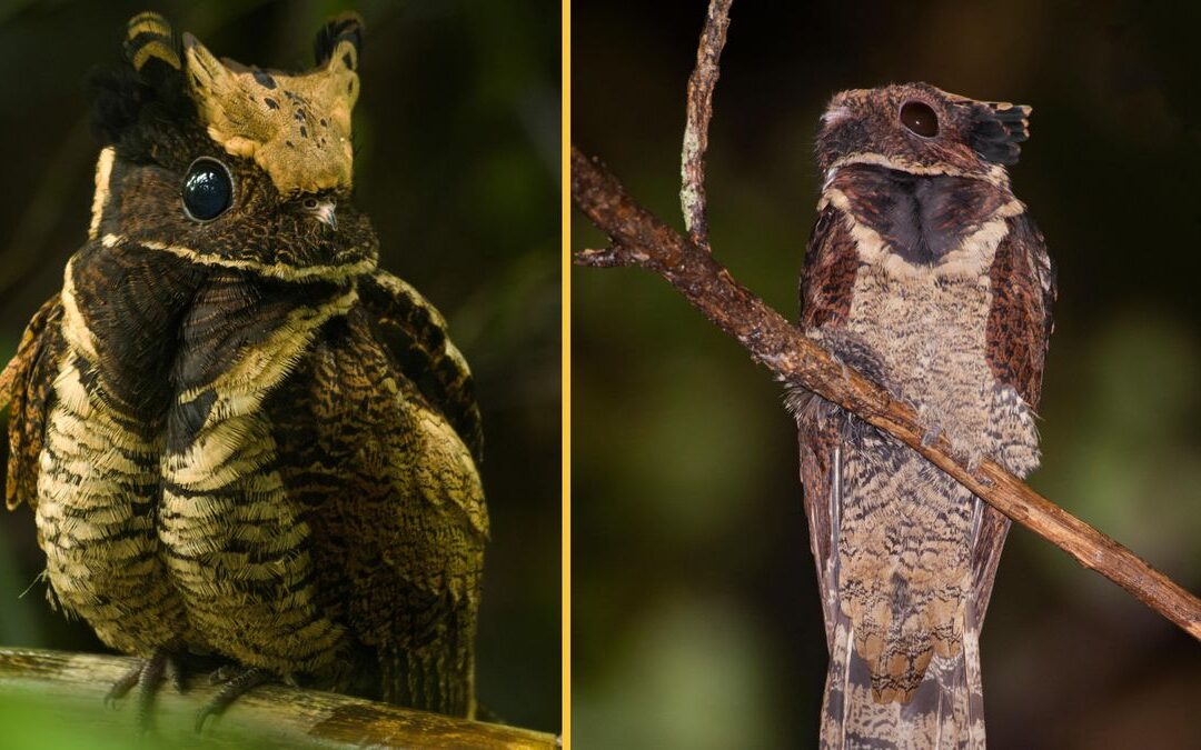 Great Eared Nightjar: pasărea „Dragonului pentru bebeluși” care își depune ouăle pe podea