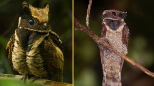 great-eared-nightjar:-pasarea-„dragonului-pentru-bebelusi”-care-isi-depune-ouale-pe-podea