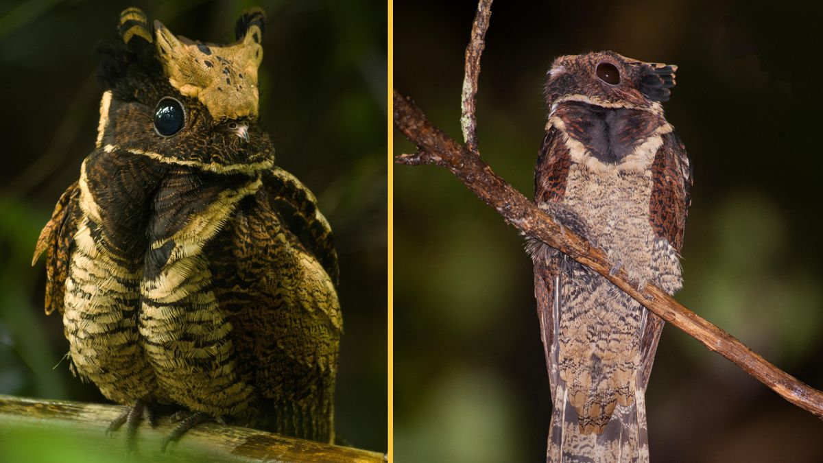 great-eared-nightjar:-pasarea-„dragonului-pentru-bebelusi”-care-isi-depune-ouale-pe-podea