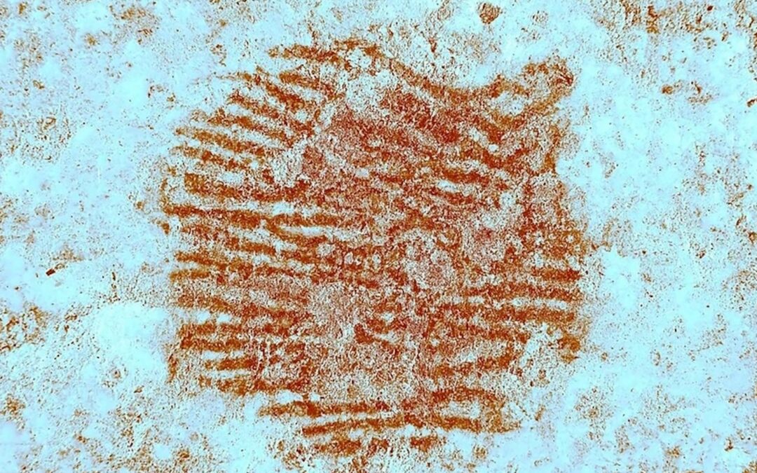 Amprenta umană în vârstă de 43.000 de ani este cea mai veche din lume-și făcută de un neanderthal