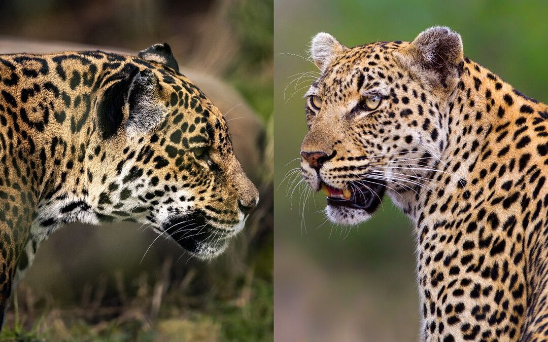 Care este diferența dintre un leopard și un jaguar?