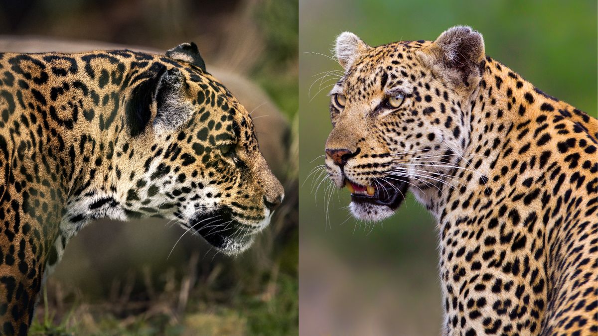 care-este-diferenta-dintre-un-leopard-si-un-jaguar?