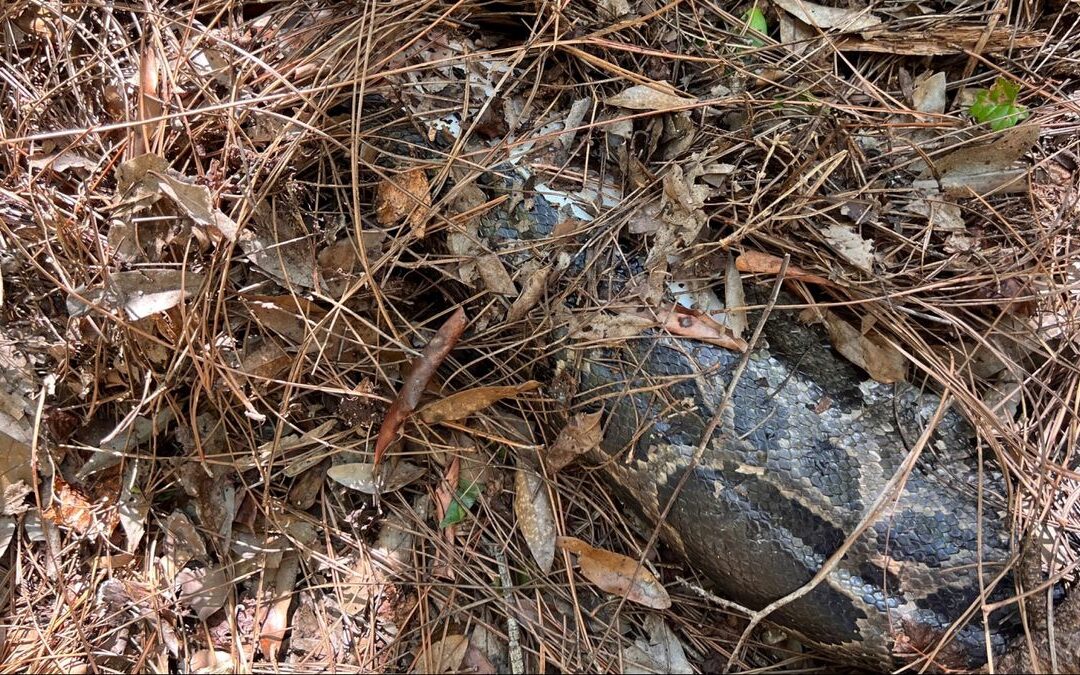 Florida Bobcat mușcă capul de pe Python birman de 13 metri în Everglades