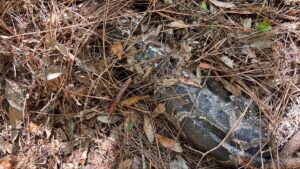 florida-bobcat-musca-capul-de-pe-python-birman-de-13-metri-in-everglades