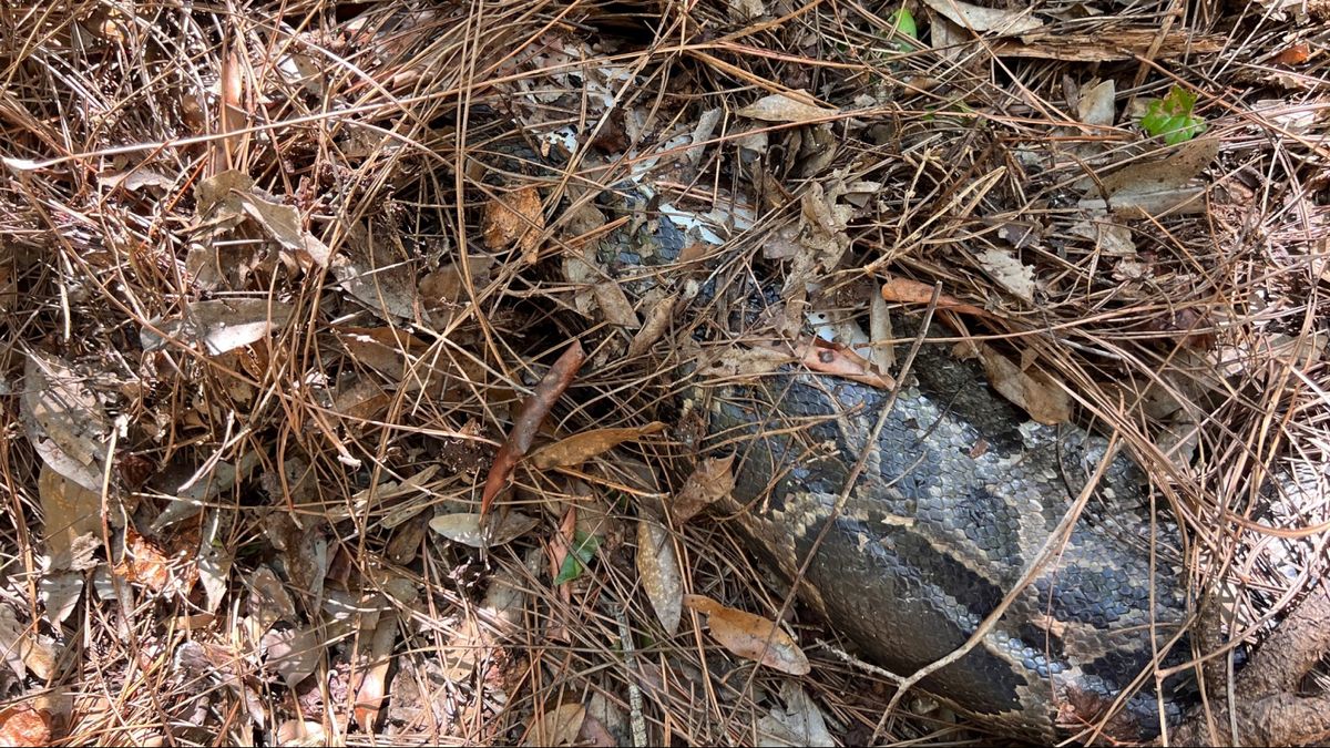 florida-bobcat-musca-capul-de-pe-python-birman-de-13-metri-in-everglades