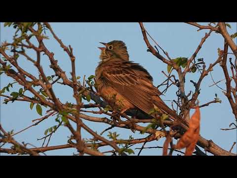 Presura de gradina cantand, Emberiza hortulana song