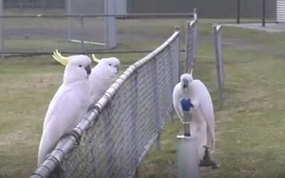 „Papagalii” australieni au dezvoltat acum o „tradiție de băut” locală