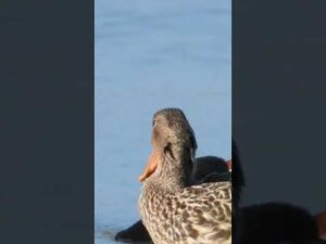 Northern Shoveler 🦆