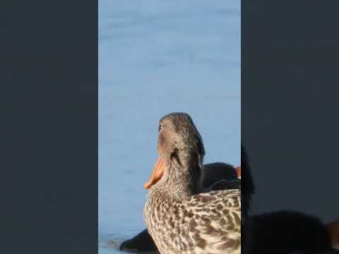 Northern Shoveler 🦆