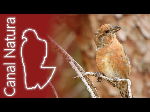 Piquituerto común (Loxia curvirostra) Red Crossbill 4K