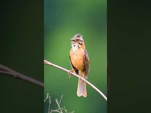 TICO TICO CANTANDO EM HD NA NATUREZA QUE BICHO LINDO #shorts