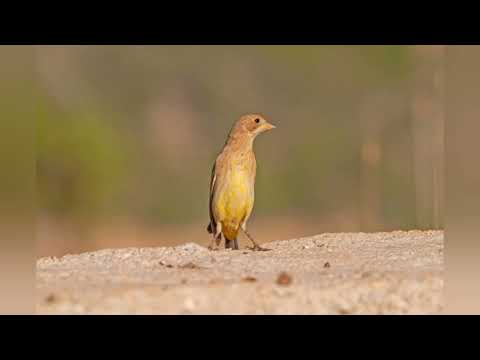 Black headed bunting
