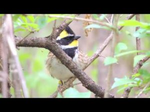 Emberiza elegans Khingansky Nature Reserve