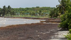 mormane-record-de-sargassum-alge-marine-se-spala-pe-plajele-din-caraibe,-cu-mai-multe-pe-drum