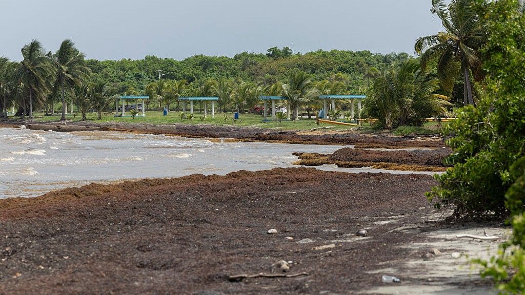 mormane-record-de-sargassum-alge-marine-se-spala-pe-plajele-din-caraibe,-cu-mai-multe-pe-drum