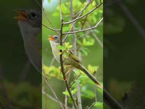 Canário do campo Emberizoides herbicola cantando #shorts