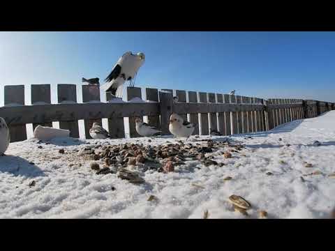 забияки, драчуны, весёлая банда пуночек!