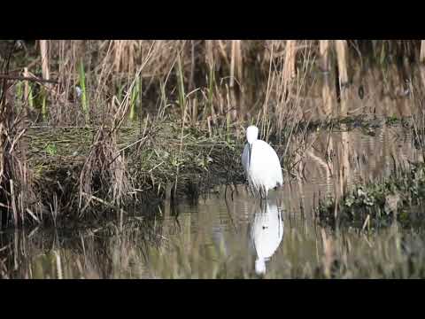 Warnham Nature Reserve Feb 2020