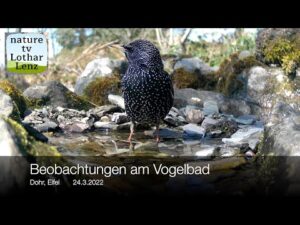 Beobachtungen am Vogelbad. Dohr, Eifel 24.3.2022