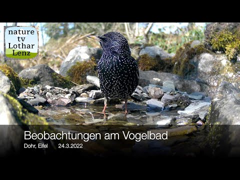Beobachtungen am Vogelbad. Dohr, Eifel 24.3.2022