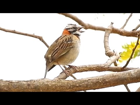 Olha o canto lindo desse Tico tico para ensinar filhotes