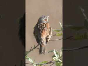 高原のホオアカPlateau Emberiza fucata(224)#野鳥#shorts